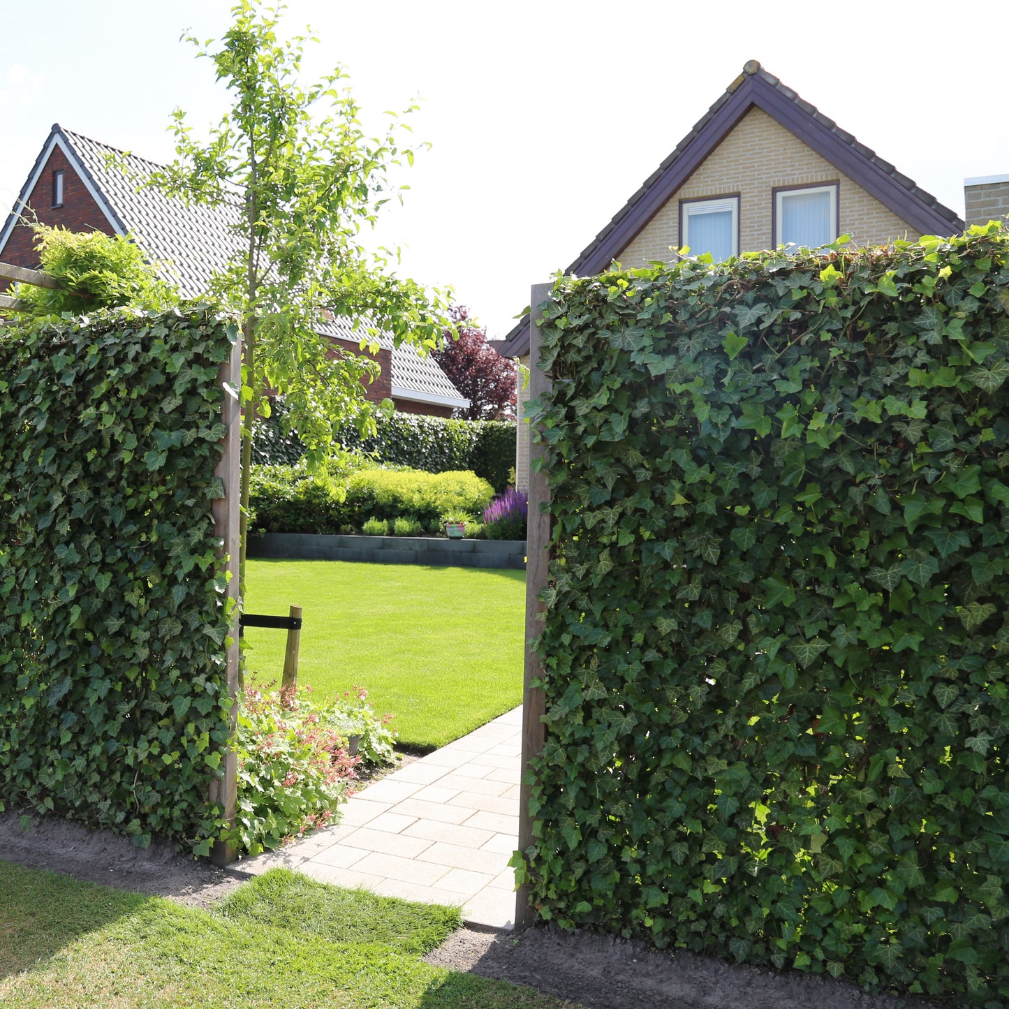 Mobilane Fertighecke - Hedera helix Woerner