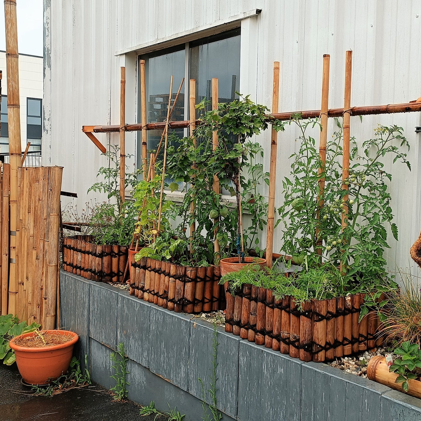 Dunkles Bambusrohr - "Wulung"