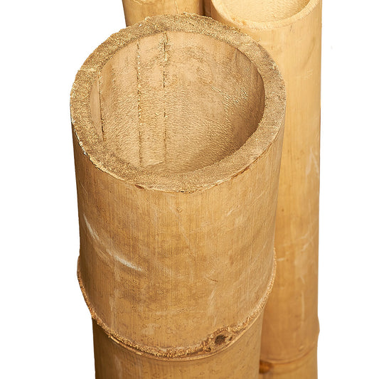 Riesenbambus "Petung"