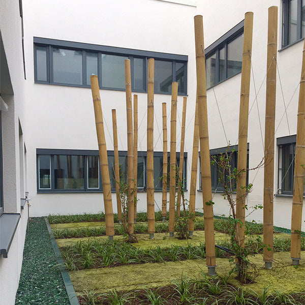 Bambou géant "Petung"