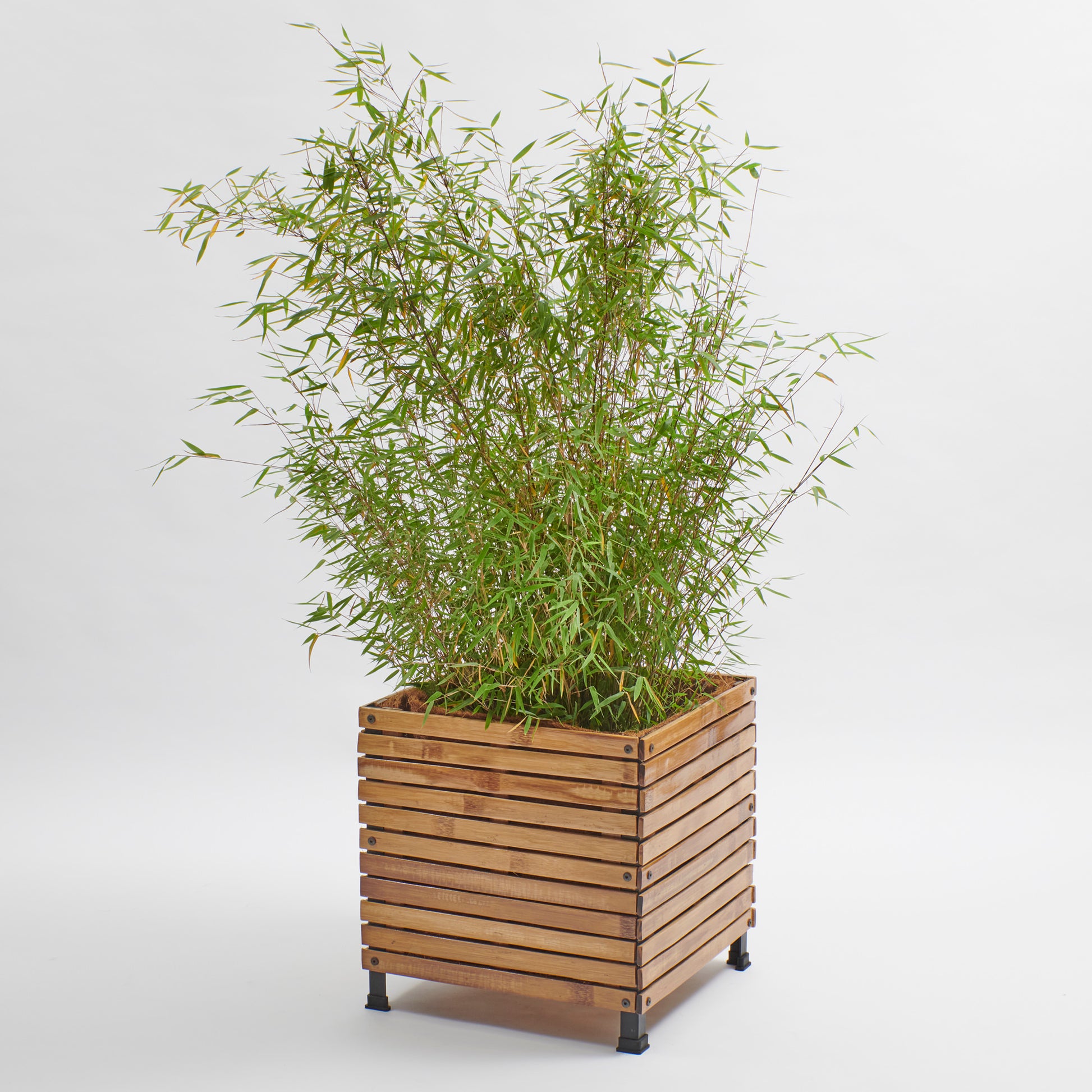 Pflanzkübel aus Bambusholz mit Bambuspflanze